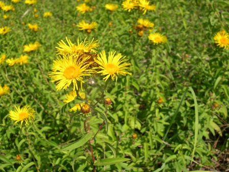 Inula cfr. salicina L.